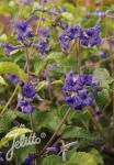 CLEMATIS heracleifolia   Portion(en)