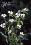 COMMELINA coelestis  'Alba'