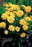 COREOPSIS grandiflora  'Early Sunrise' Portion(en)