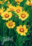 COREOPSIS grandiflora  'Heliot®' Portion(en)