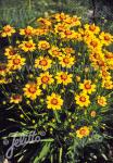 COREOPSIS grandiflora  'Sonnenkind'