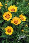 COREOPSIS grandiflora  'Sunfire' Portion(s)