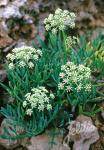 CRITHMUM maritimum  