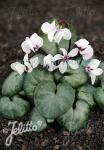 CYCLAMEN coum Silver Group 'Silver Leaf White' Portion(s)