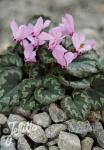 CYCLAMEN mirabile   Portion(en)