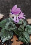 CYCLAMEN pseudibericum  