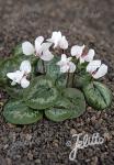 CYCLAMEN coum f. albissimum   Portion(s)