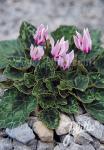 CYCLAMEN maritimum  