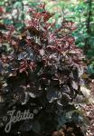 CRYPTOTAENIA japonica f. atropurpurea   Portion(en)