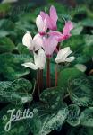 CYCLAMEN persicum var. persicum   Portion(s)