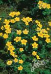 CALTHA palustris   Korn