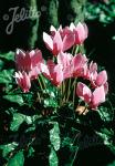 CYCLAMEN hederifolium  