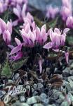 CYCLAMEN graecum   Korn