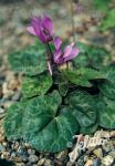 CYCLAMEN purpurascens   Korn