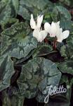 CYCLAMEN hederifolium f. albiflorum  