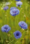 CENTAUREA cyanus  'Blaue Gefüllte'