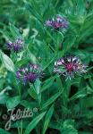 CENTAUREA montana   Portion(en)