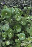 CLAYTONIA perfoliata   Portion(s)