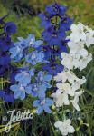 DELPHINIUM Belladonna  'Connecticut Yankee' Portion(en)