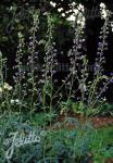 DELPHINIUM exaltatum  