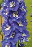 DELPHINIUM Pacific-Hybr. Pacific-Premium-Series 'Blue Bird Premium' Portion(s)