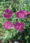 DIANTHUS amurensis   Portion(en)