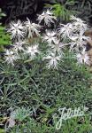 DIANTHUS arenarius f. nanus  'Little Maiden'