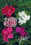 DIANTHUS barbatus fl. pl.  Nanus Portion(s)