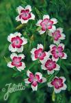 DIANTHUS deltoides  'Arctic Fire' Portion(en)