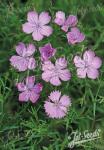 DIANTHUS nardiformis   Portion(s)