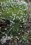 DIANTHUS petraeus ssp. noeanus  