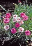 DIANTHUS plumarius fl. pl.  'Springcharme' Portion(s)