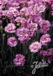 DIANTHUS plumarius fl. pl. Nanus  'Pink Tones'