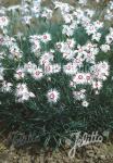 DIANTHUS spiculifolius  