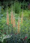 DIGITALIS ferruginea  'Gigantea'