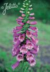 DIGITALIS purpurea F1-Camelot-Serie 'Camelot Rosa' Portion(en)