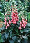 DIGITALIS x mertonensis  