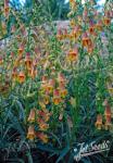 DIGITALIS obscura  Sunset® Portion(s)