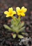 DIONYSIA teucrioides  