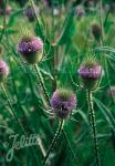 DIPSACUS sylvestris  