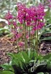 DODECATHEON meadia  'Rote Farben'