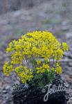 DRABA cretica  