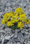 DRABA aizoides  'Napoleon'(TM) Portion(en)