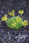 DRABA rosularis  