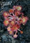 DROSERA rotundifolia  