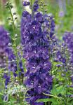 DELPHINIUM Elatum-Hybr. Guardian F1-Serie 'Guardian Blau'