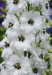 DELPHINIUM Elatum F1-Hybr. New Millennium Series 'Black Eyed Angels' Portion(s)