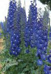 DELPHINIUM Elatum F1-Hybr. New Millennium F1- Hybr. Serie 'Cobalt Dreams' Portion(en)