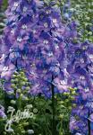 DELPHINIUM Elatum F1-Hybr. New Millennium Serie 'Morning Lights' Portion(en)