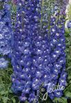 DELPHINIUM Elatum F1-Hybr. New Millennium Series 'Royal Aspirations'